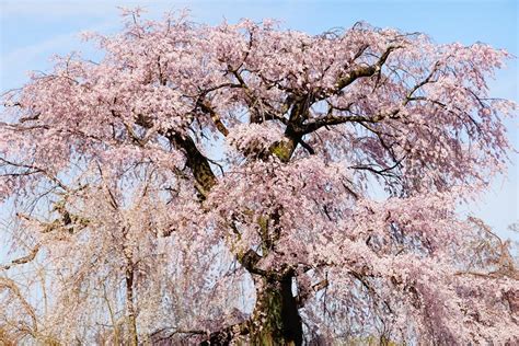 小櫻花樹|12個常見日本櫻花品種介紹–特徵、開花時期讓你賞花。